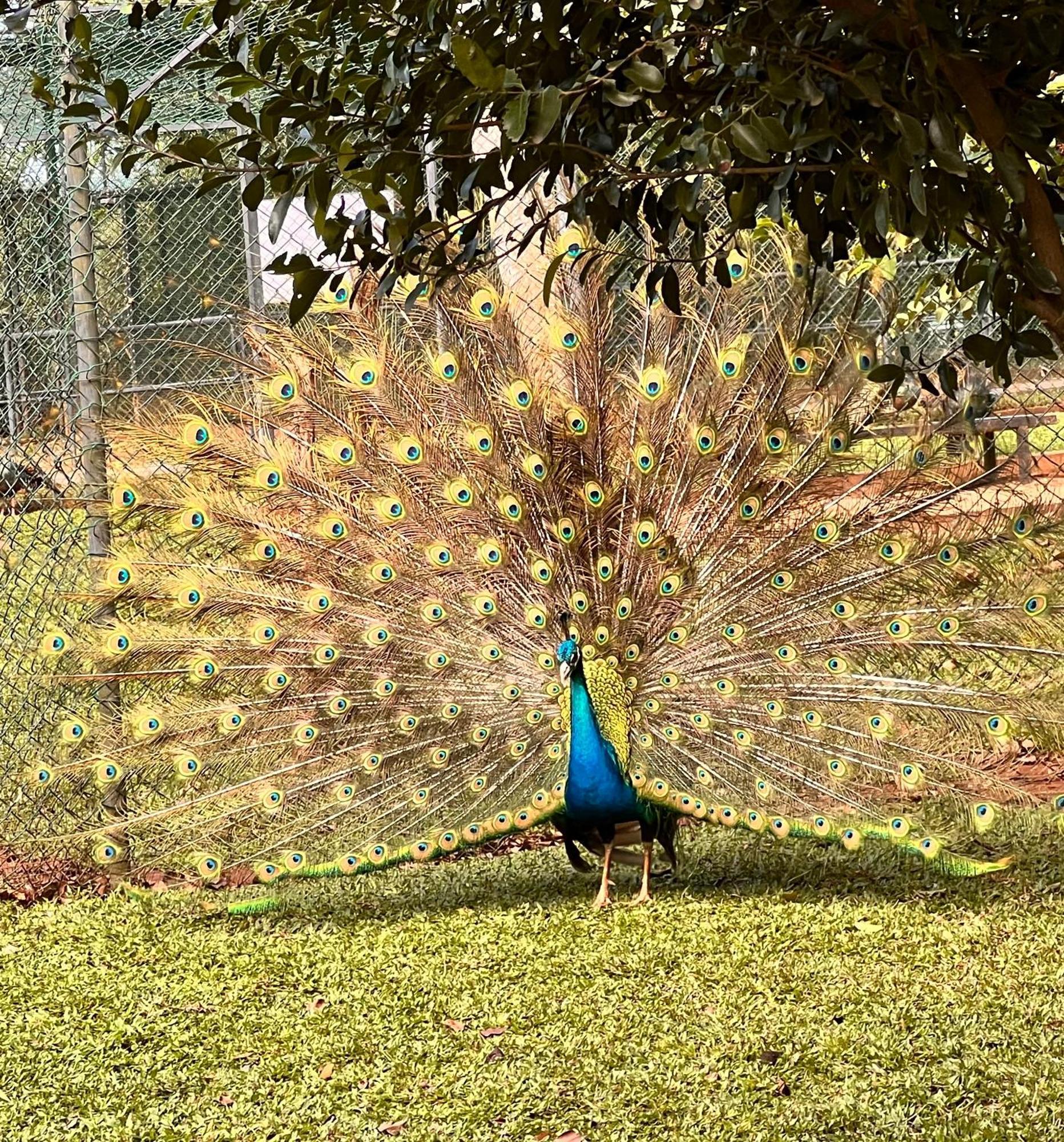 Majestic